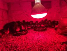 Продаются цыплята Джерсийский Гигант