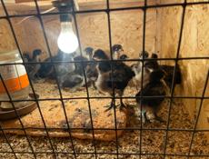 Продаются цыплята Джерсийский Гигант