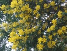 Мимоза 