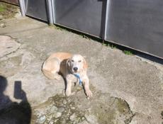 Собака в добрые руки! 