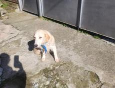 Собака в добрые руки!