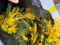 Мимоза не дорого 