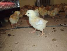 Цыплята красных кур