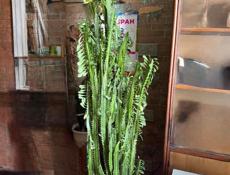 Комнатный кактус