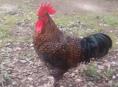 Петух Красавец