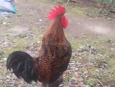 Петух Красавец