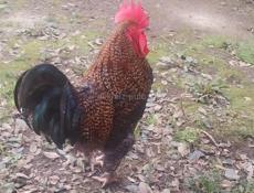 Петух Красавец