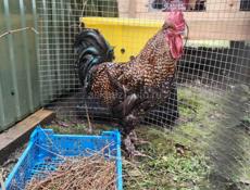 Петух Красавец