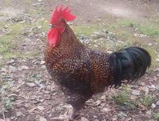 Петух Красавец