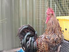 Петух Красавец