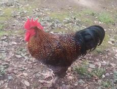 Петух Красавец