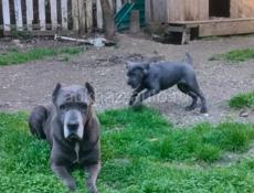 Кане корсо девочка