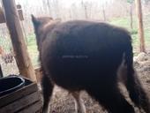 Бычок 6 месяцев читаите внимательно живои вес 55. 60 кг  25 т срочна