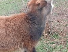 Бычок 6 месяцев читаите внимательно живои вес 55. 60 кг 25 т срочна