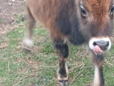 Бычок 6 месяцев читаите внимательно живои вес 55. 60 кг 25 т срочна