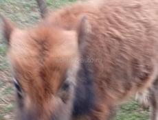 Бычок 6 месяцев читаите внимательно живои вес 55. 60 кг 25 т срочна