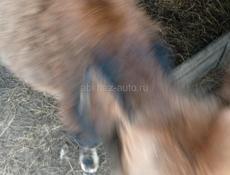 Бычок 6 месяцев читаите внимательно живои вес 55. 60 кг 25 т срочна