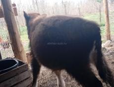 Бычок 6 месяцев читаите внимательно живои вес 55. 60 кг  25 т срочна