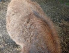 Бычок 6 месяцев читаите внимательно живои вес 55. 60 кг 25 т срочна