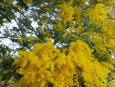 Куплю готовую собранную мимозу