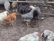 петухи 3 месяца 