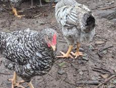 петухи 3 месяца 