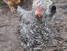 петухи 3 месяца 