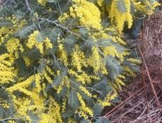 продаем мимозу хороши свежа раскрыти порежем при вас, и упакуем в коробку,