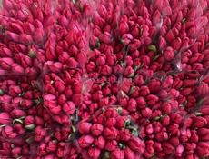 Тюльпаны 🌷💐