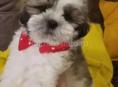 Продаются щенки Ши Тцу 💞💞💞💞💞💞💞💞💞