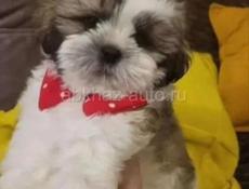 Продаются щенки Ши Тцу 💞💞💞💞💞💞💞💞💞