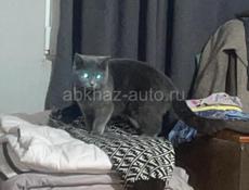 Пропала кошка,кличка Бенни