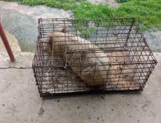 Продаются поросята!