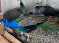 Продаются павлины и фазаны