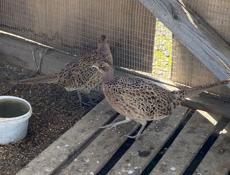 Продаются павлины и фазаны