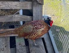 Продаются павлины и фазаны