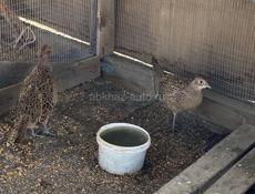 Продаются павлины и фазаны