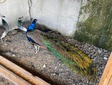 Продаются павлины и фазаны