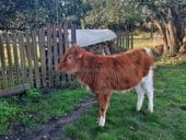 Продаётся тёлка