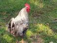 🐓 Продаются домашние петухи