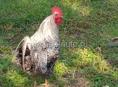 🐓 Продаются домашние петухи