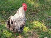 🐓 Продаются домашние петухи