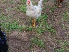 🐓 Продаются домашние петухи