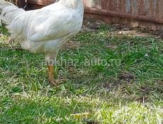 🐓 Продаются домашние петухи