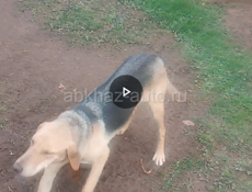 Два кобеля 9 месяцев