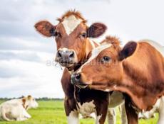 Продаётся две коровы,одна молодая на мясо,вторая хорошая для дома