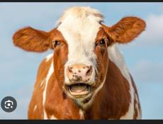 Дойная корова 