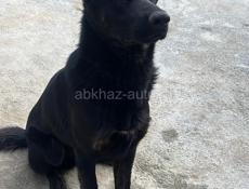  Потерялась собака. Сухум г. Район СУЙ по улице Дагестанская.