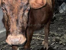 Нетель (первая беременность) 