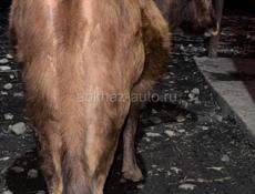 Нетель (первая беременность) 